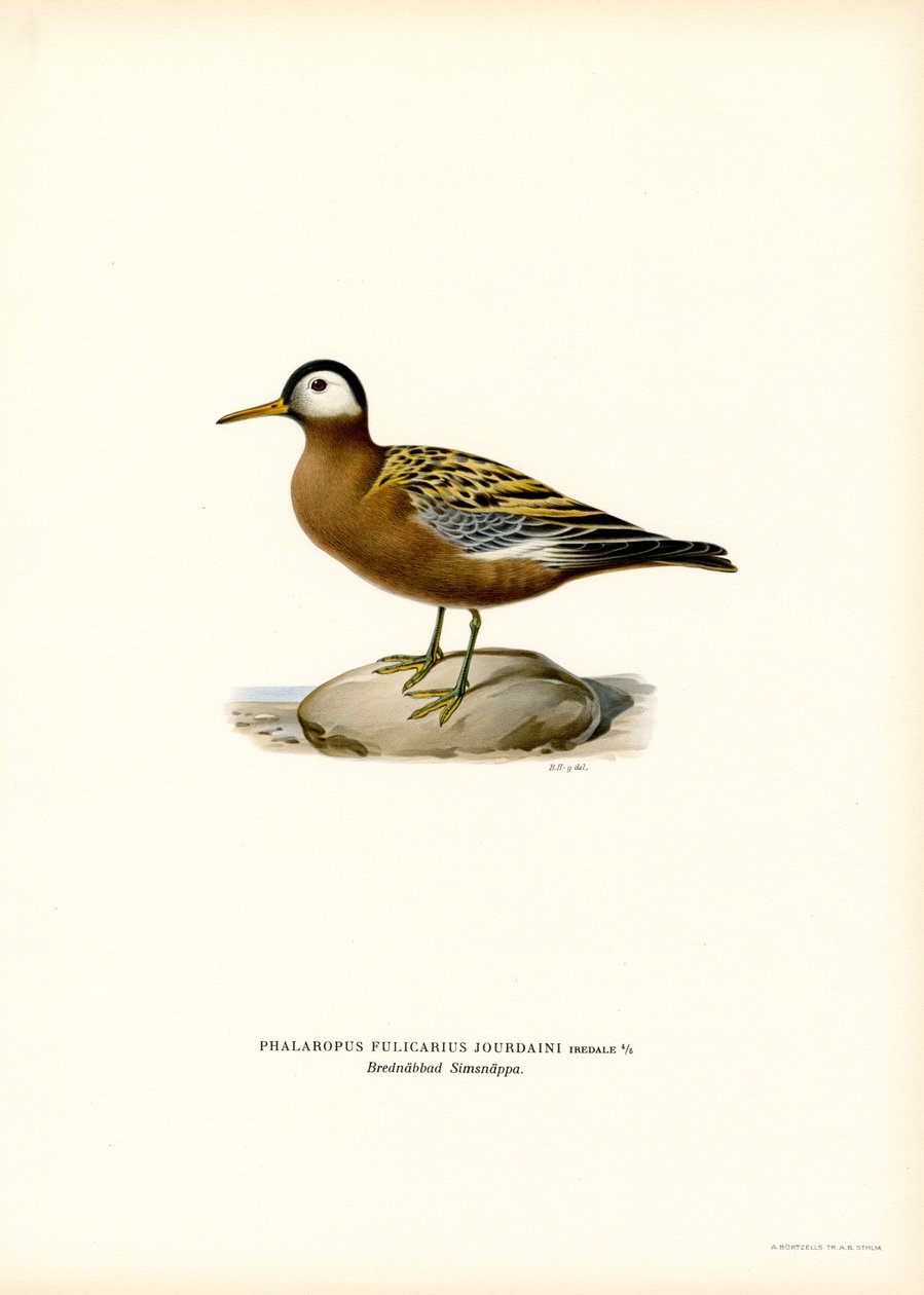 Vörös phalarope (színes litho) alkotó: Magnus Ferdinand and Wilhelm von Wright