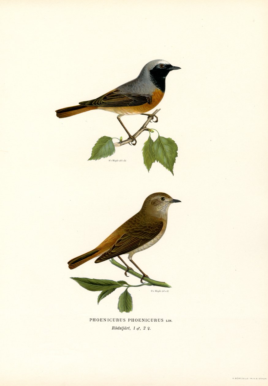 Redstart (színes litho) alkotó: Magnus Ferdinand and Wilhelm von Wright