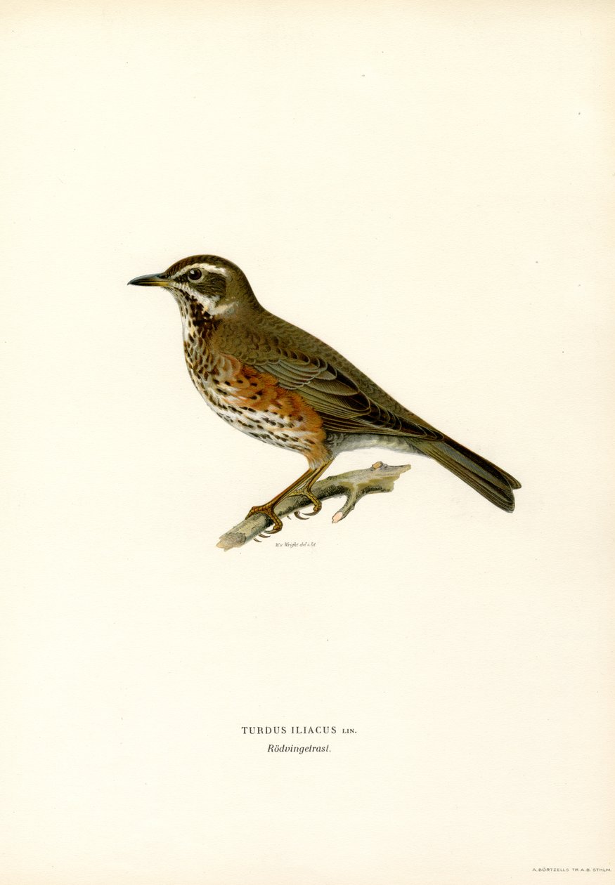 Redwing (színes litó) alkotó: Magnus Ferdinand and Wilhelm von Wright