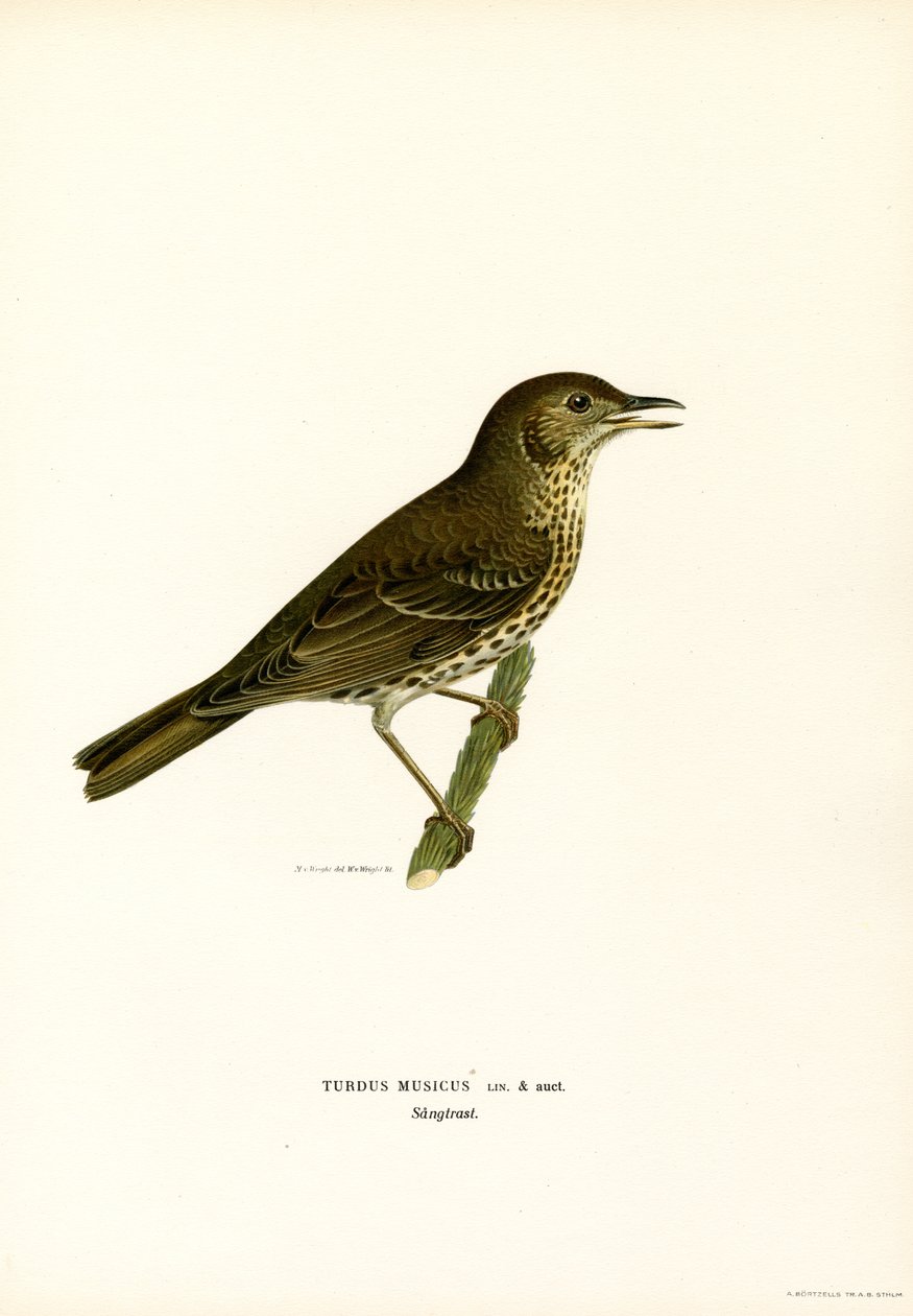 Redwing (színes litó) alkotó: Magnus Ferdinand and Wilhelm von Wright