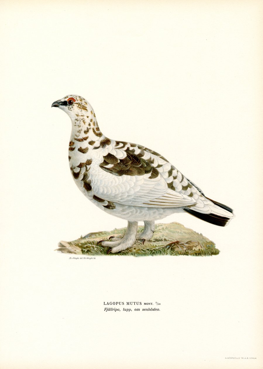 Rock Ptarmigan (színes litó) alkotó: Magnus Ferdinand and Wilhelm von Wright