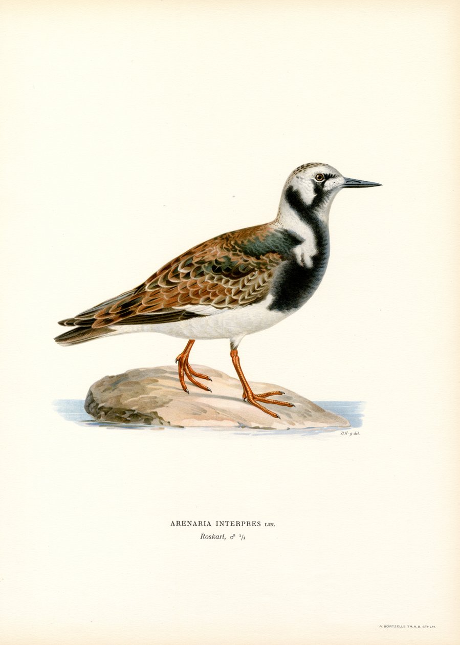 Ruddy Turnstone (színes litó) alkotó: Magnus Ferdinand and Wilhelm von Wright