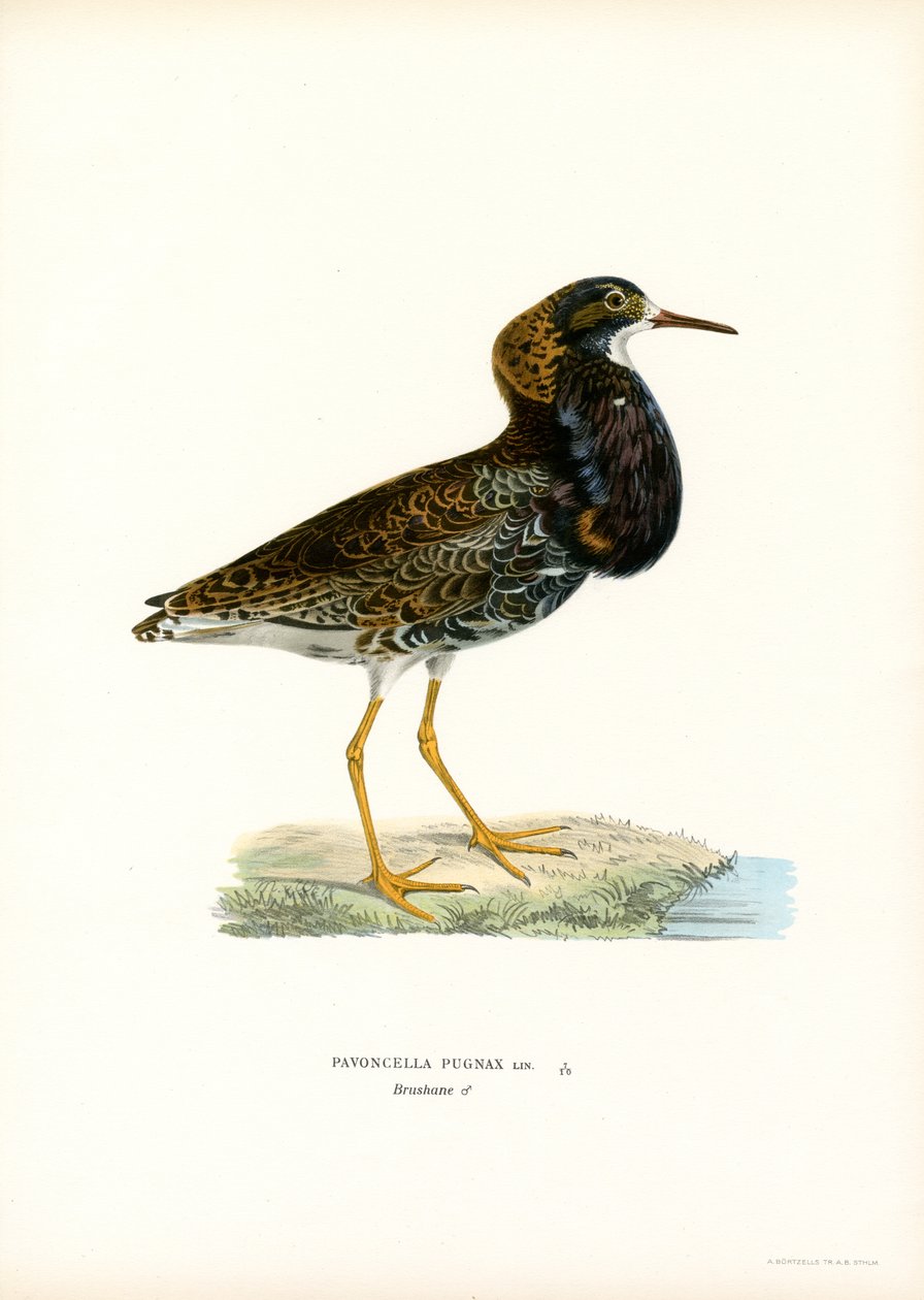 Ruff (színes litó) alkotó: Magnus Ferdinand and Wilhelm von Wright