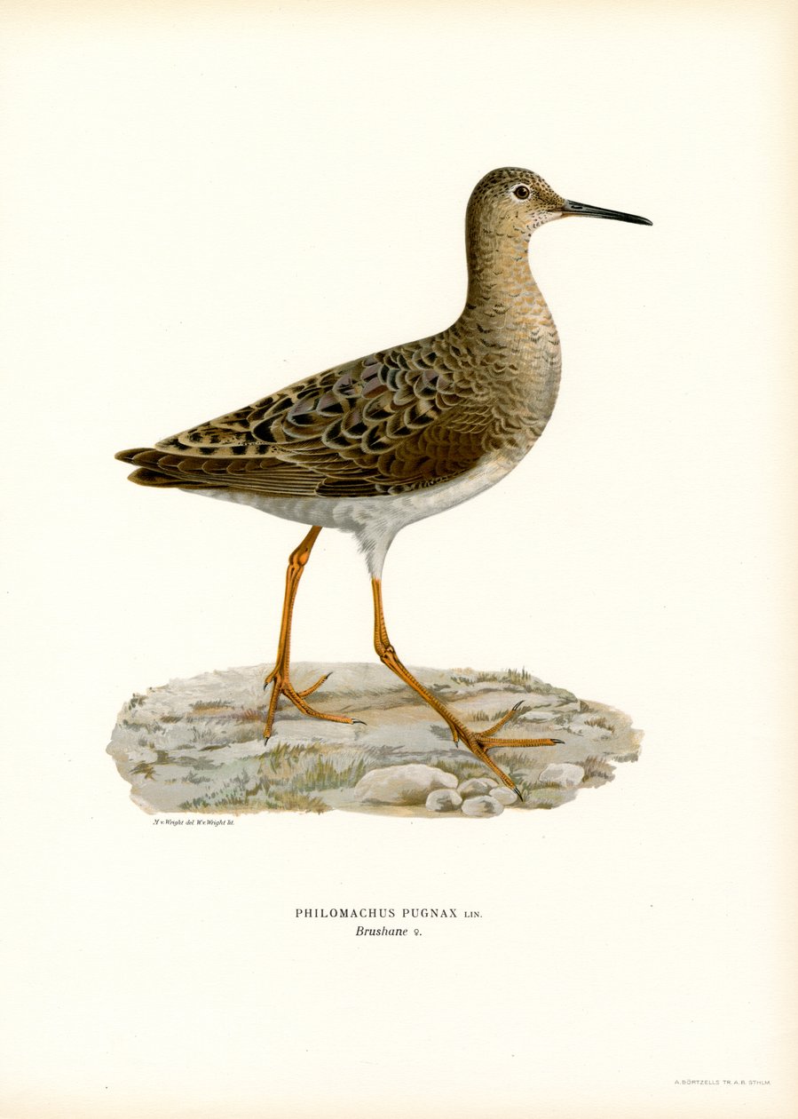 Ruff (színes litó) alkotó: Magnus Ferdinand and Wilhelm von Wright
