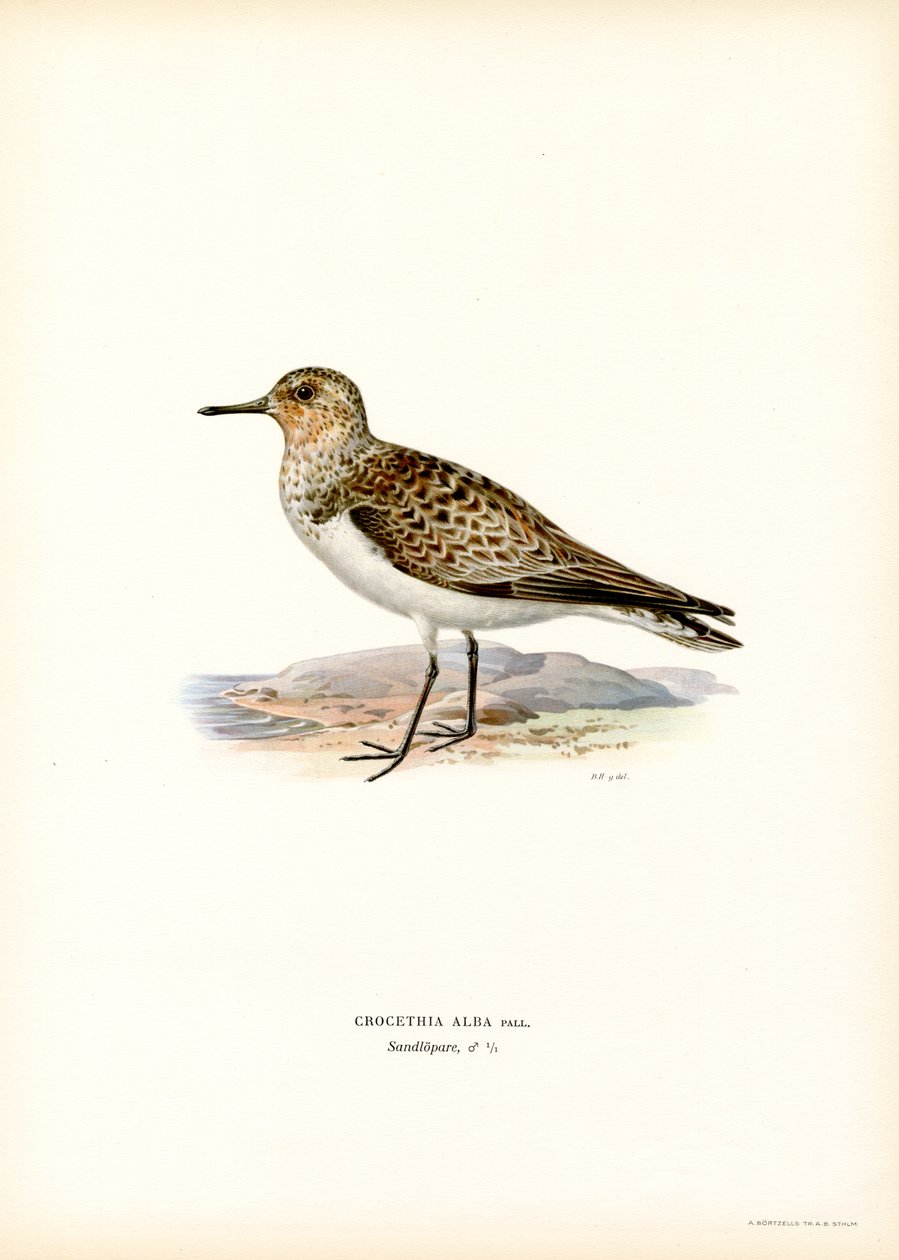Sanderling (színes litó) alkotó: Magnus Ferdinand and Wilhelm von Wright