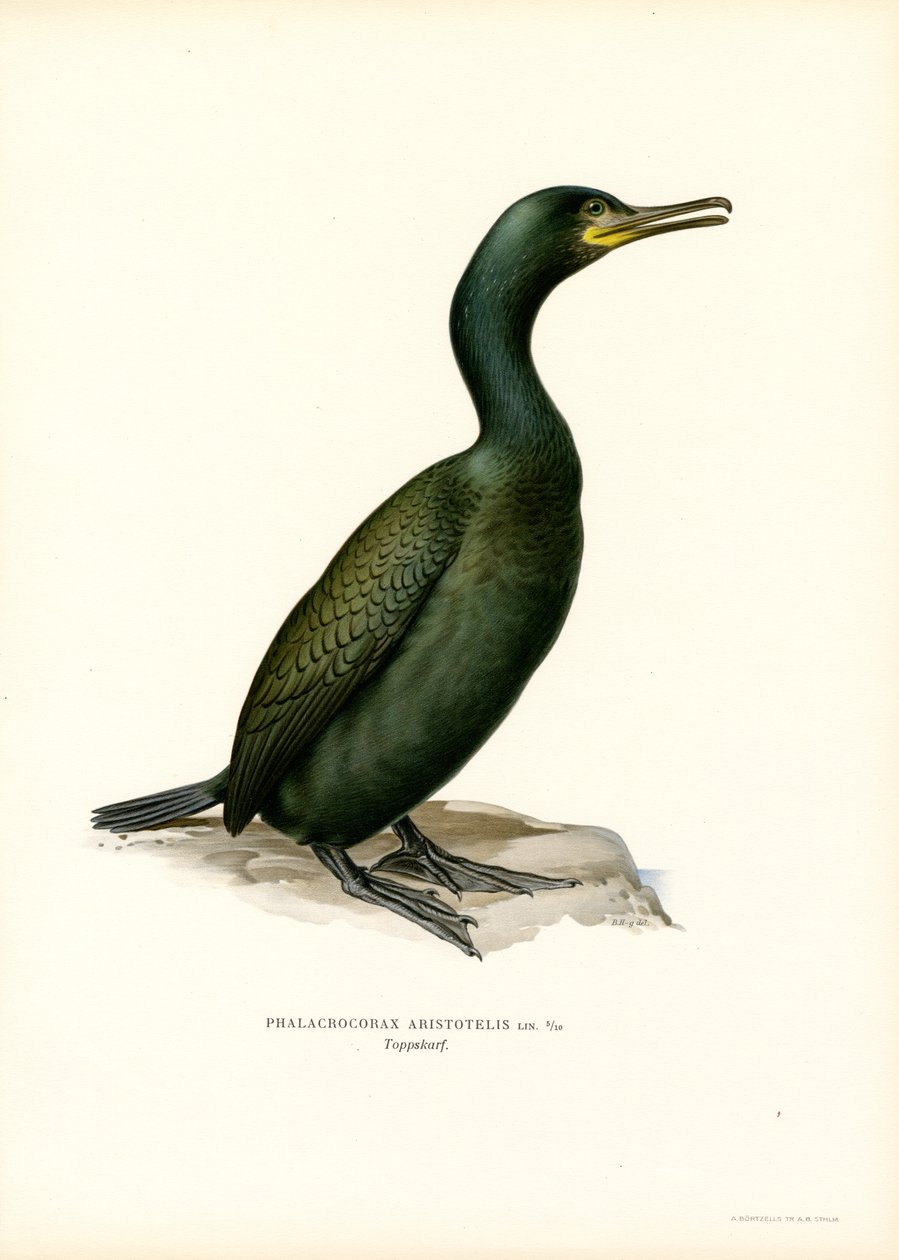 Shag (színes litho) alkotó: Magnus Ferdinand and Wilhelm von Wright