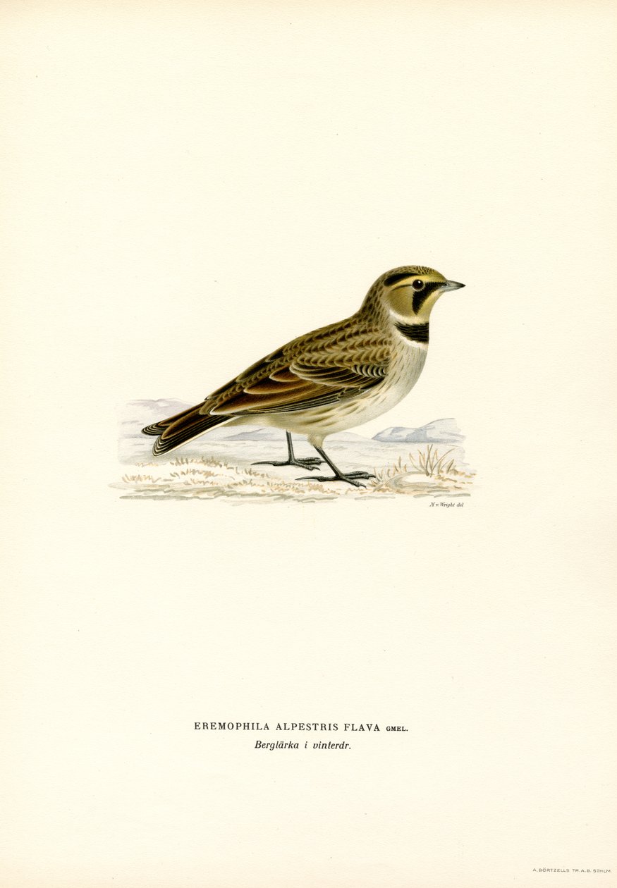 Shore Lark (színes litó) alkotó: Magnus Ferdinand and Wilhelm von Wright