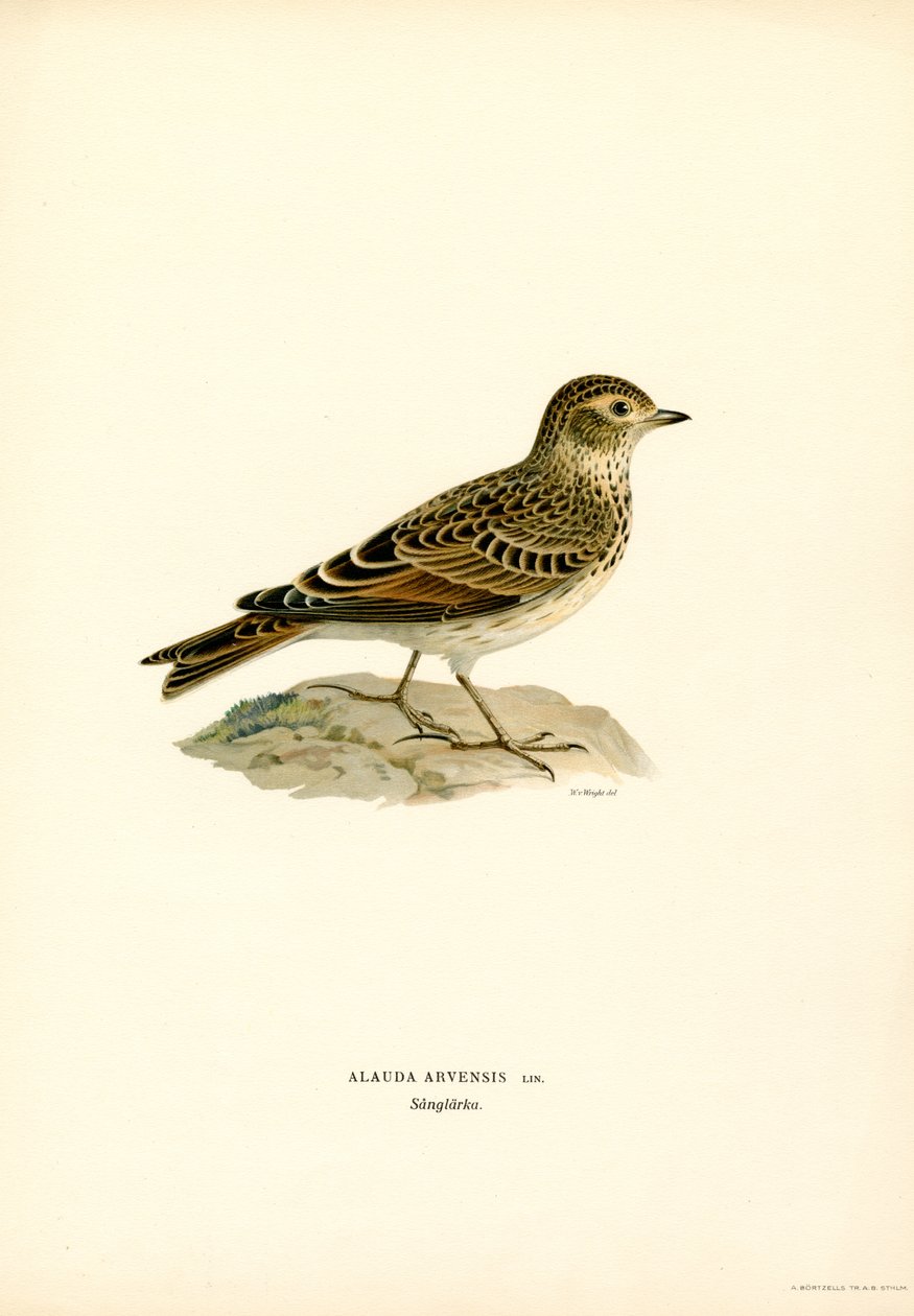 Skylark (színes litó) alkotó: Magnus Ferdinand and Wilhelm von Wright