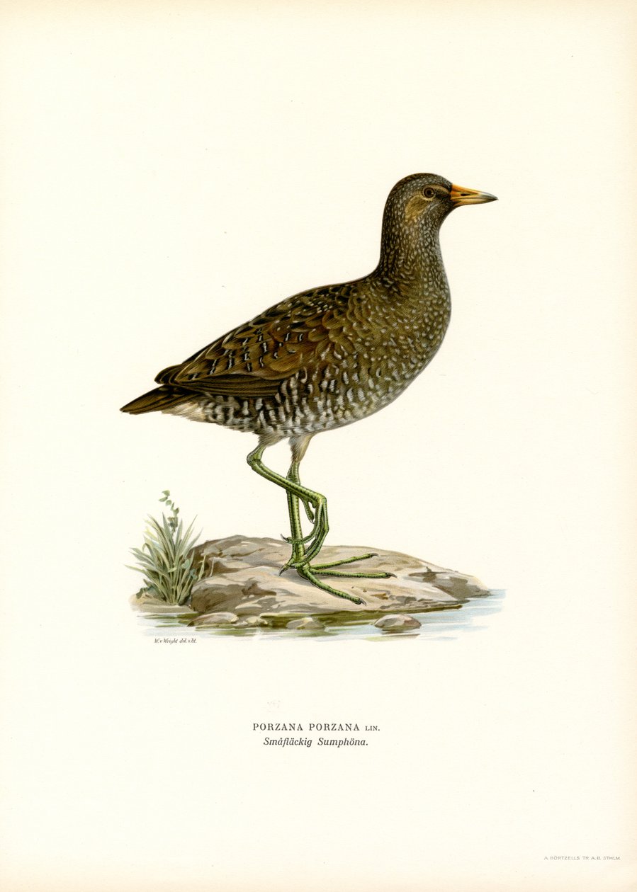 Spotted Crake (színes litó) alkotó: Magnus Ferdinand and Wilhelm von Wright