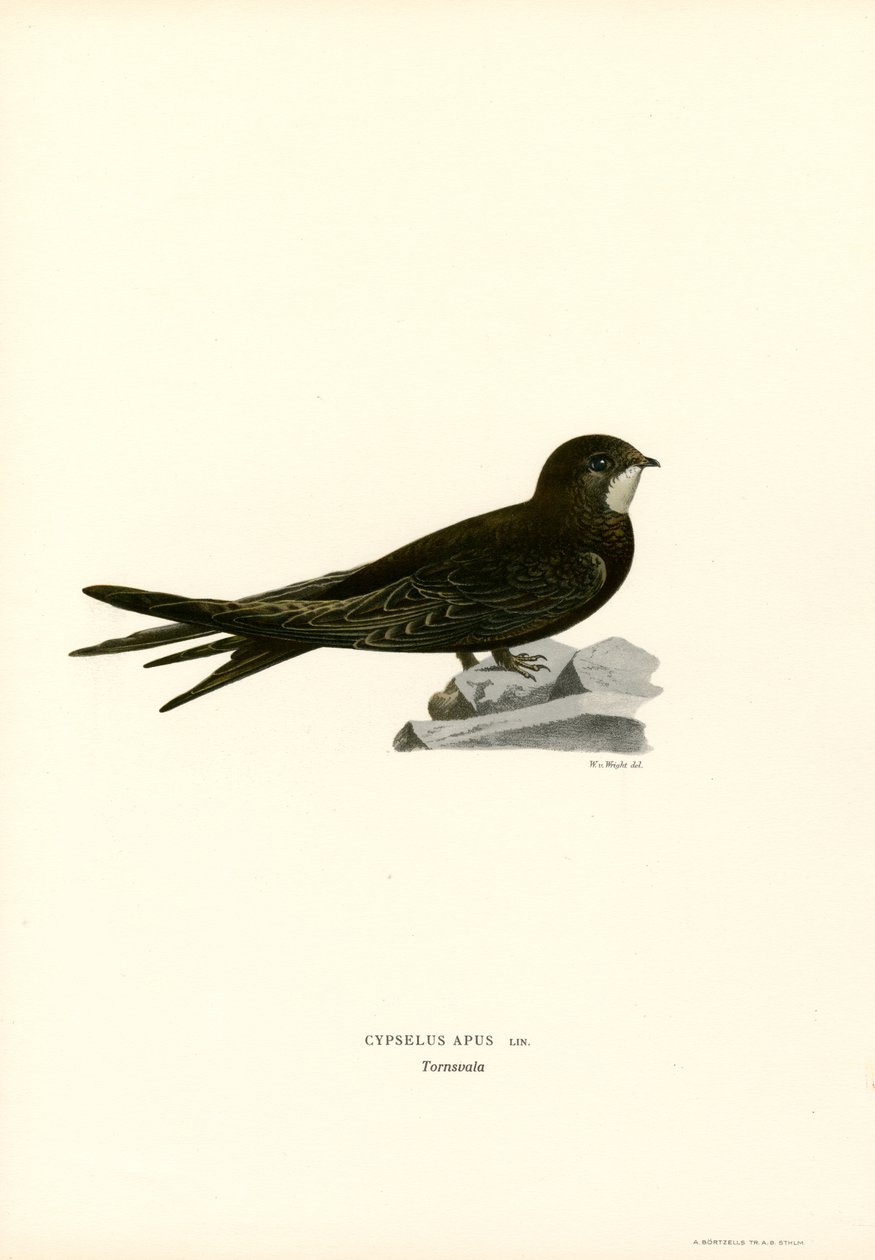 Swift (színes litó) alkotó: Magnus Ferdinand and Wilhelm von Wright