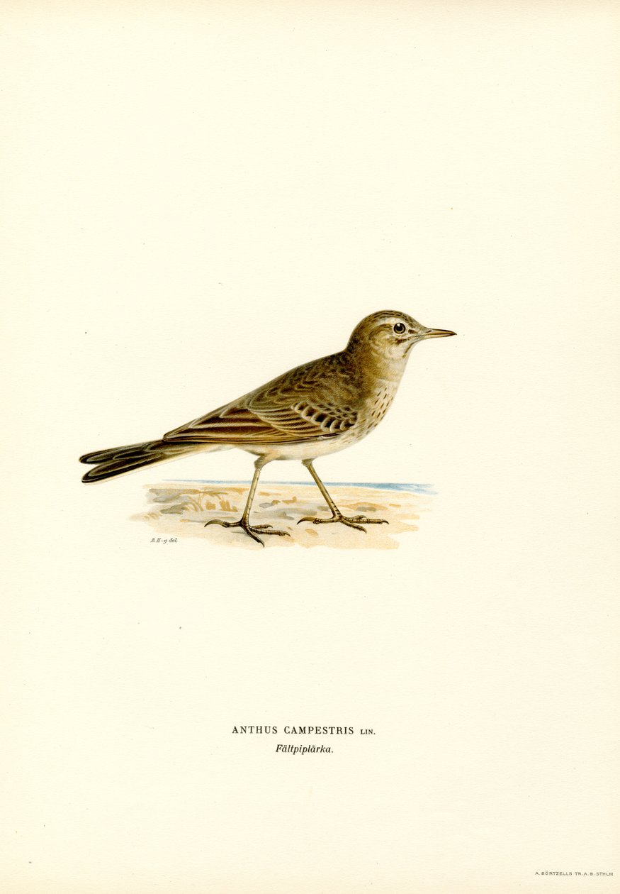 Tawny Pipit (színes litó) alkotó: Magnus Ferdinand and Wilhelm von Wright