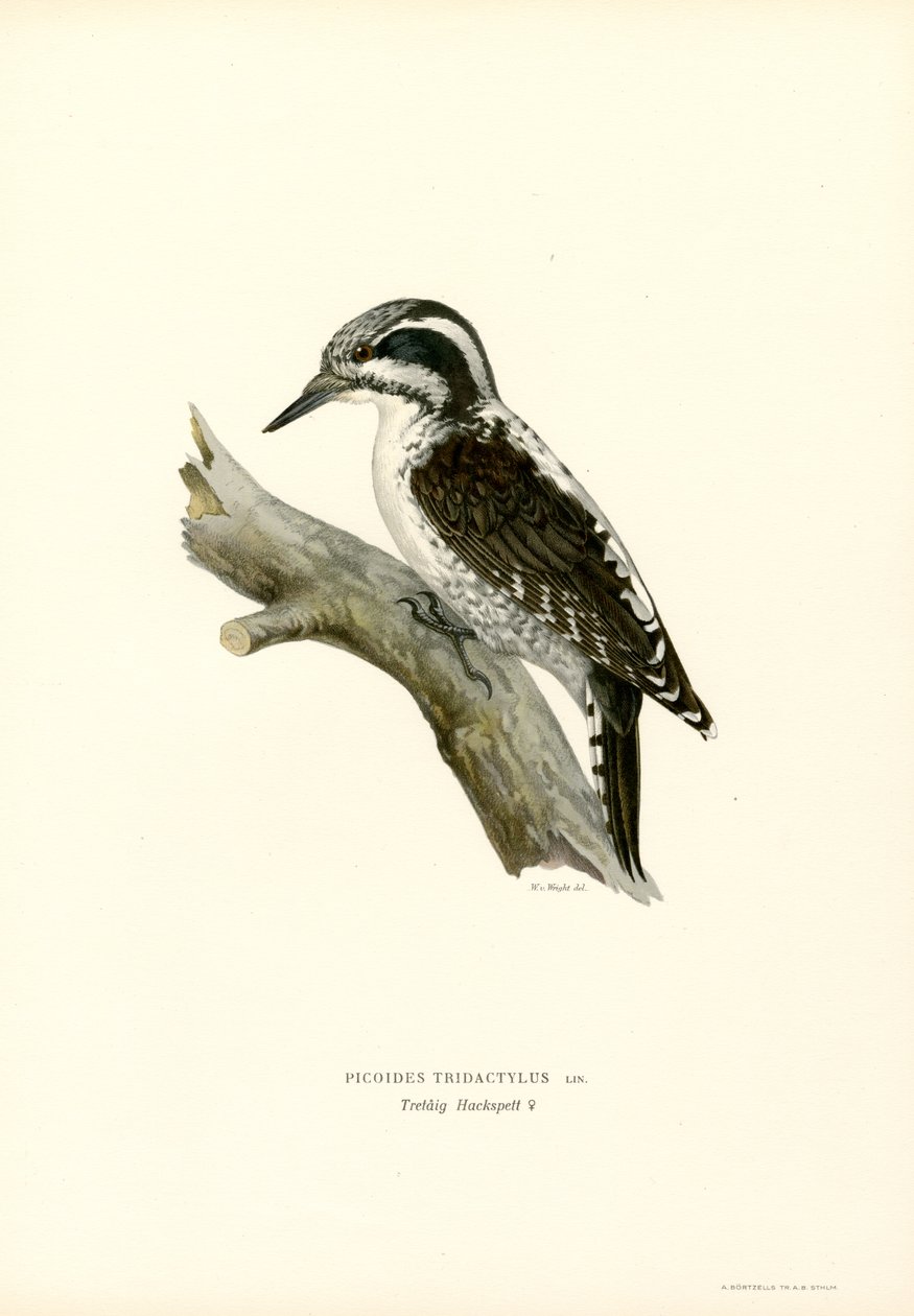 Háromujjú harkály (színes litó) alkotó: Magnus Ferdinand and Wilhelm von Wright