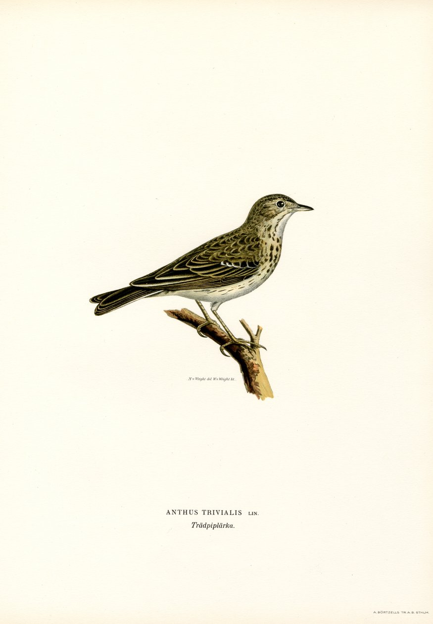 Tree Pipit (színes litho) alkotó: Magnus Ferdinand and Wilhelm von Wright