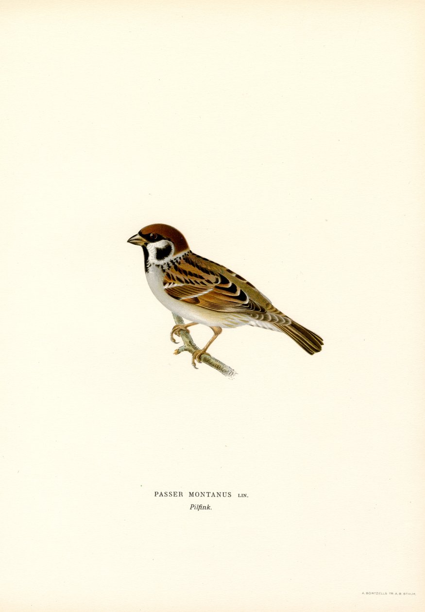 Tree Sparrow (színes litho) alkotó: Magnus Ferdinand and Wilhelm von Wright