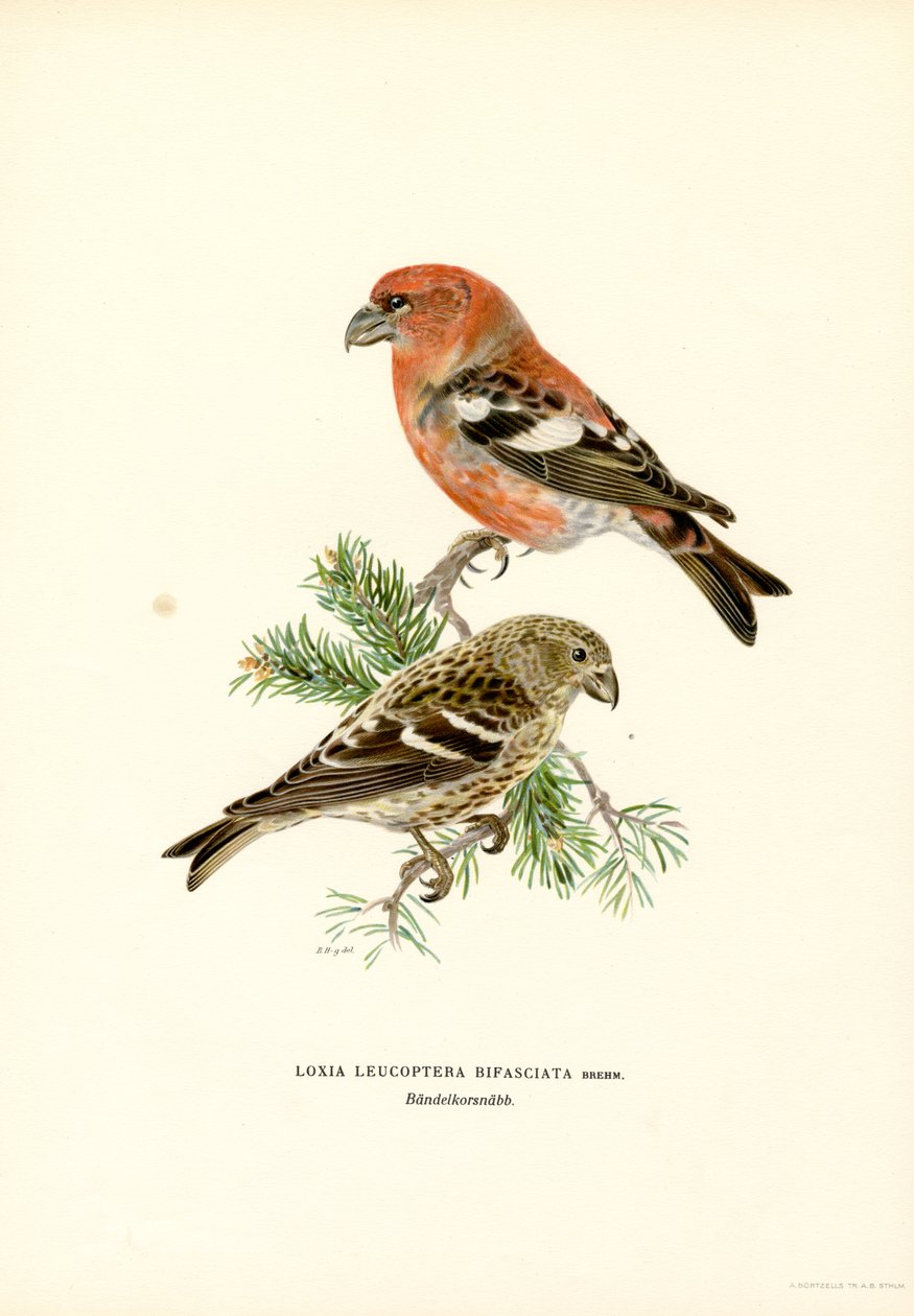 Kétrúdú keresztcsőrű (színes litó) alkotó: Magnus Ferdinand and Wilhelm von Wright
