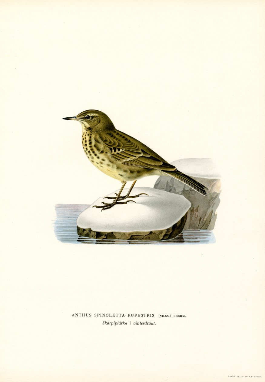 Water Pipit (színes litho) alkotó: Magnus Ferdinand and Wilhelm von Wright