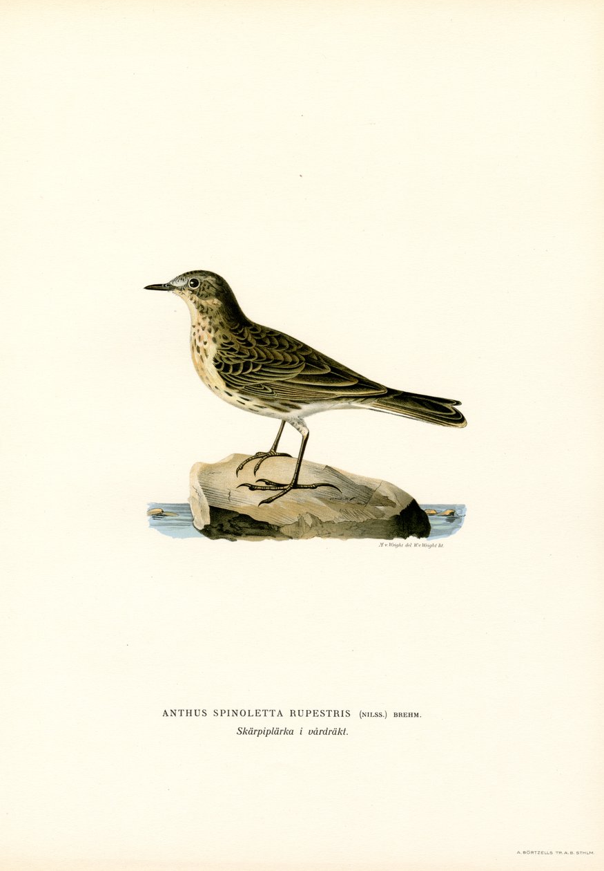 Water Pipit (színes litho) alkotó: Magnus Ferdinand and Wilhelm von Wright
