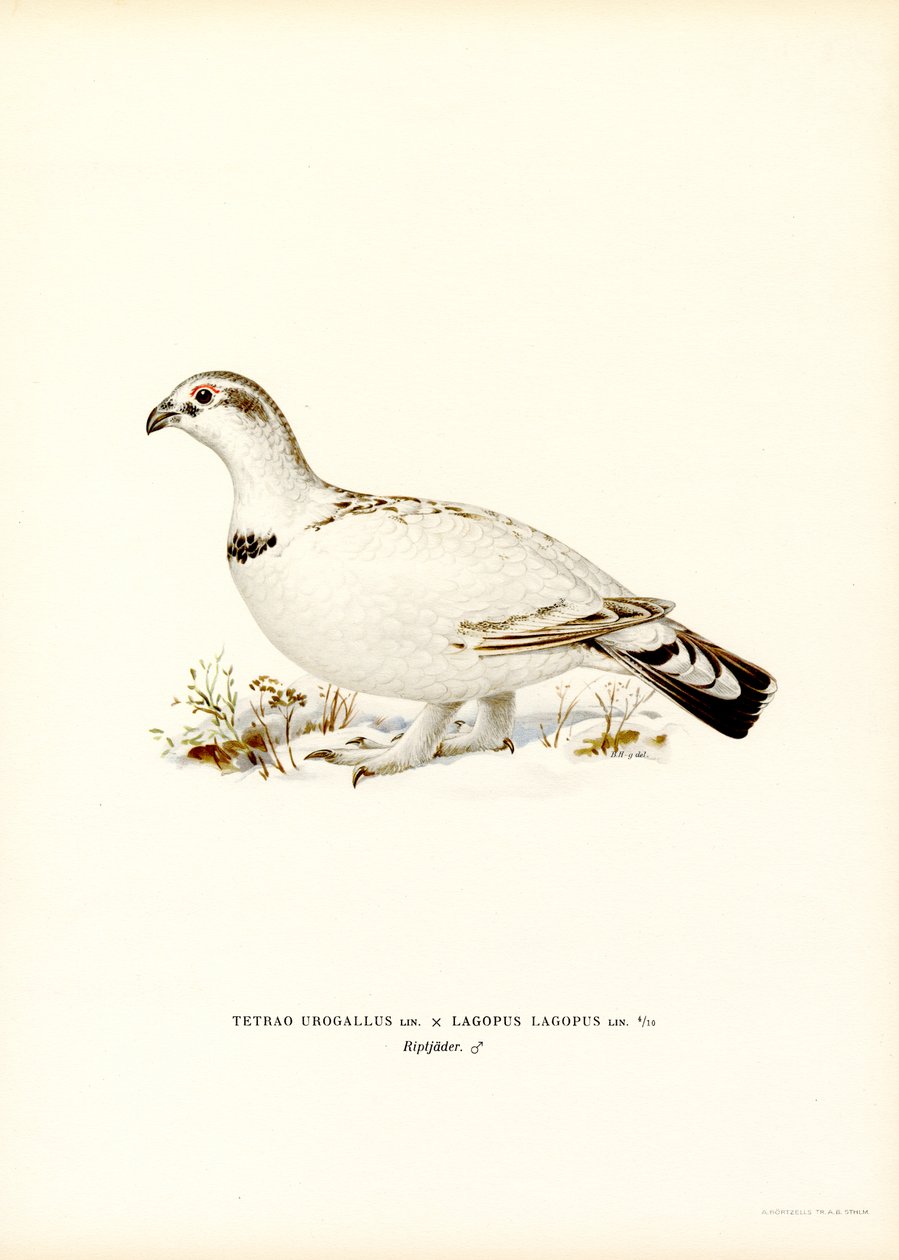 Western Capercaillie x Willow Ptarmigan (színes litho) alkotó: Magnus Ferdinand and Wilhelm von Wright