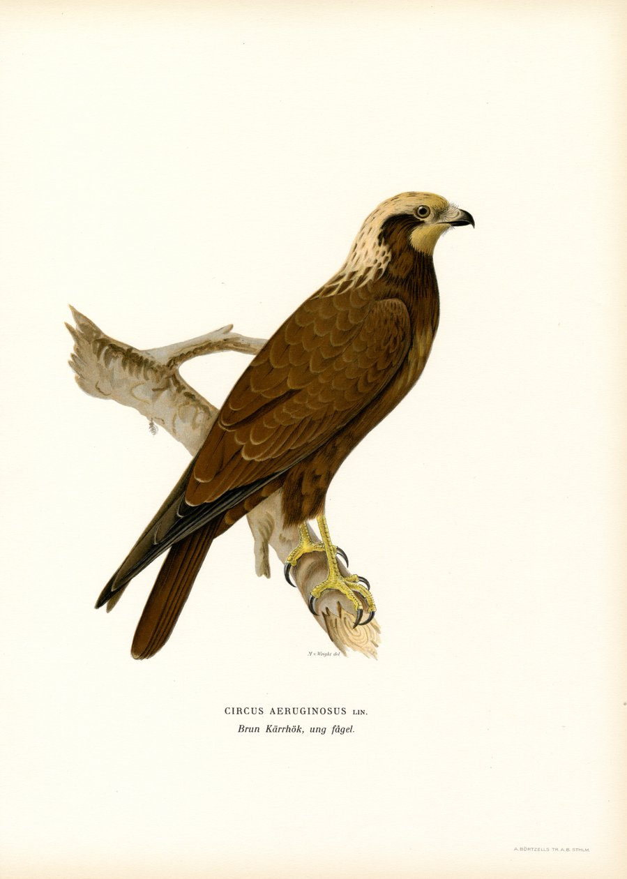 Western Marsh Harrier (színes litó) alkotó: Magnus Ferdinand and Wilhelm von Wright