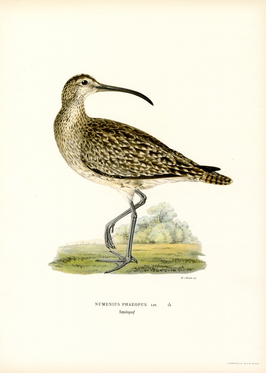 Whimbrel (színes litó) alkotó: Magnus Ferdinand and Wilhelm von Wright