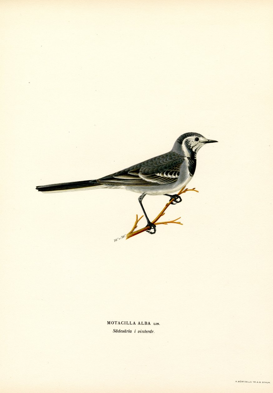 White Wagtail (színes litho) alkotó: Magnus Ferdinand and Wilhelm von Wright
