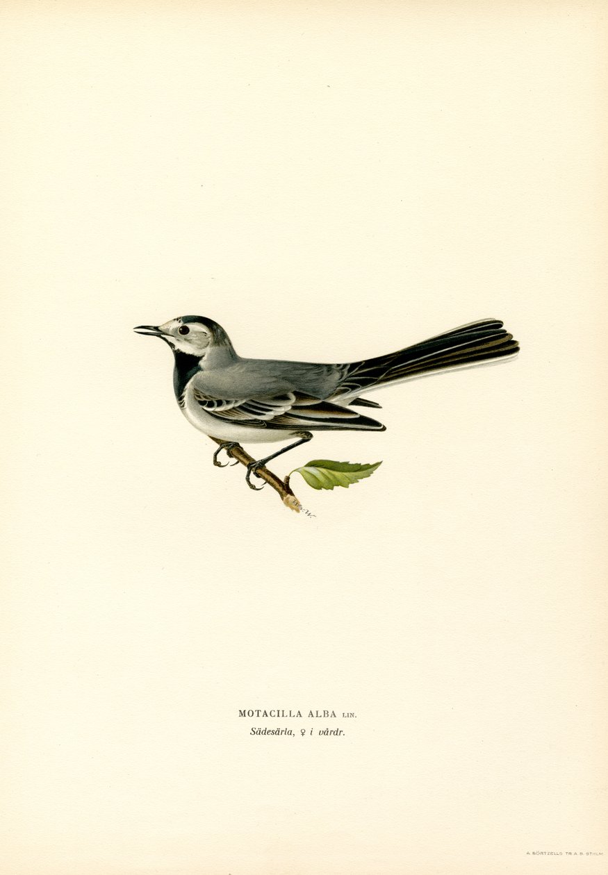 White Wagtail (színes litho) alkotó: Magnus Ferdinand and Wilhelm von Wright