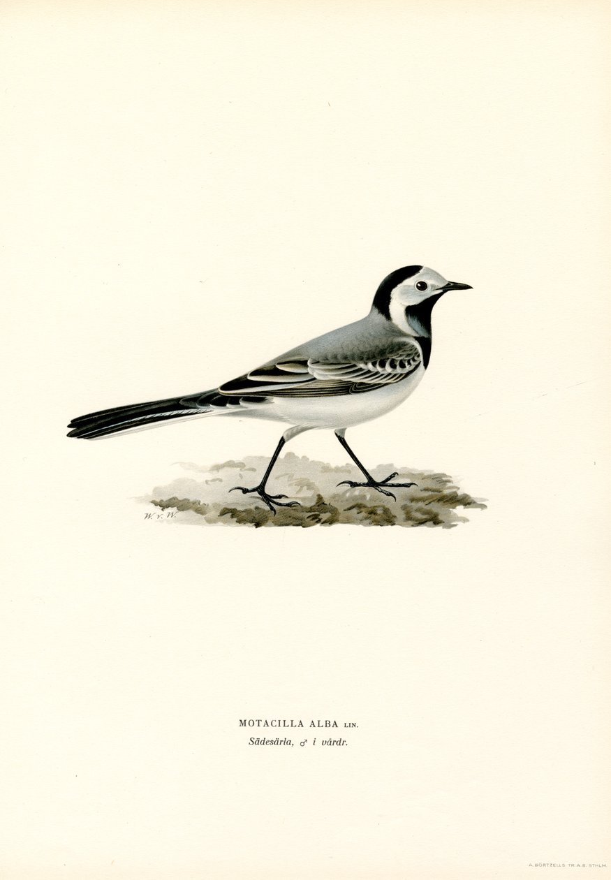 White Wagtail (színes litho) alkotó: Magnus Ferdinand and Wilhelm von Wright