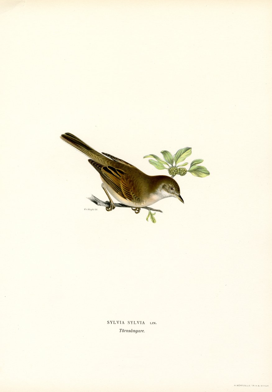 Whitethroat (színes litho) alkotó: Magnus Ferdinand and Wilhelm von Wright