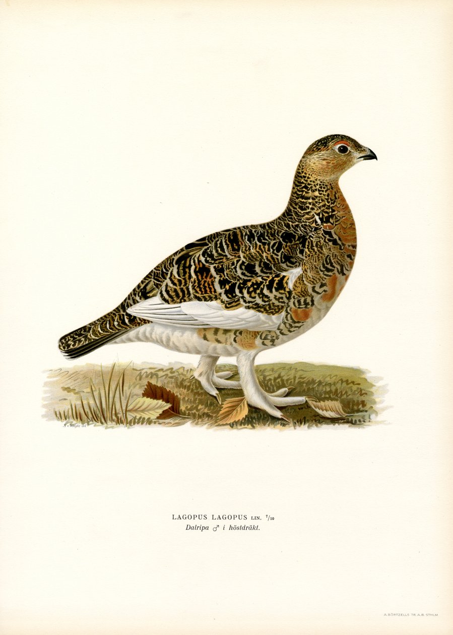 Willow Ptarmigan (színes litó) alkotó: Magnus Ferdinand and Wilhelm von Wright