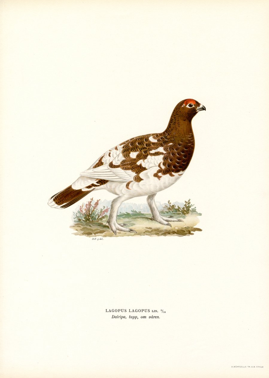 Willow Ptarmigan (színes litó) alkotó: Magnus Ferdinand and Wilhelm von Wright