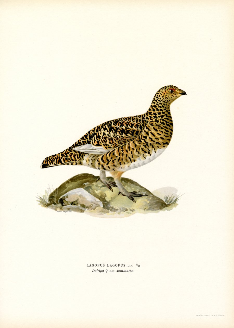 Willow Ptarmigan (színes litó) alkotó: Magnus Ferdinand and Wilhelm von Wright