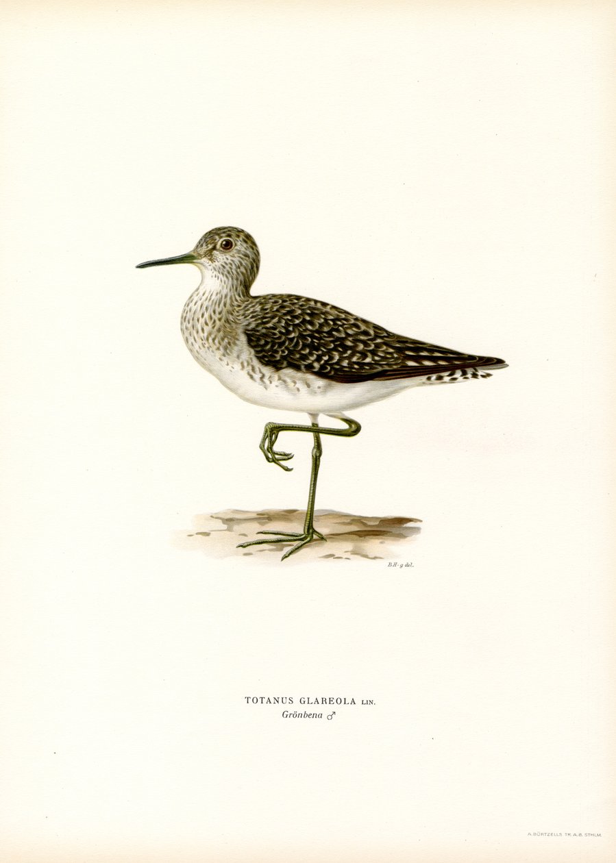 Wood Sandpiper (színes litho) alkotó: Magnus Ferdinand and Wilhelm von Wright