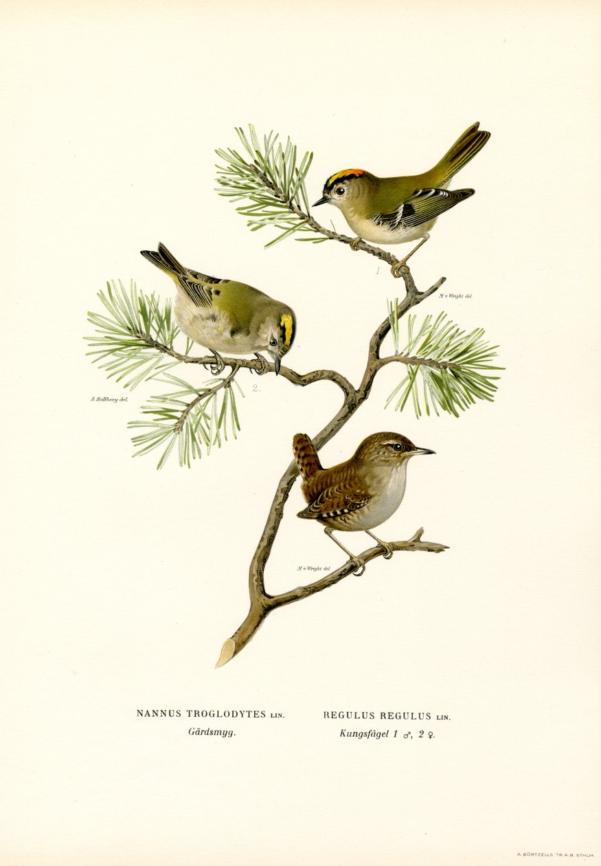 Wren (színes litó) alkotó: Magnus Ferdinand and Wilhelm von Wright
