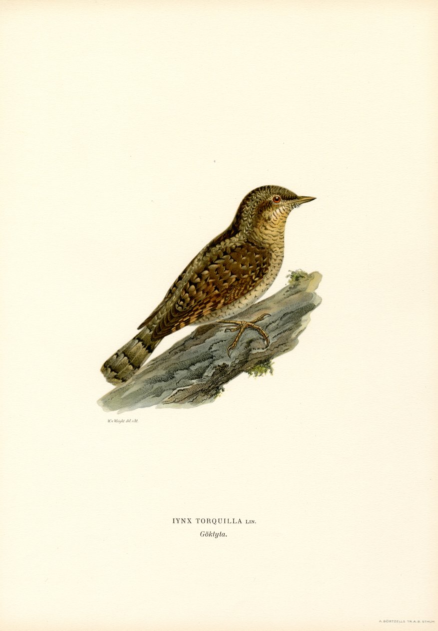 Wryneck (színes litó) alkotó: Magnus Ferdinand and Wilhelm von Wright