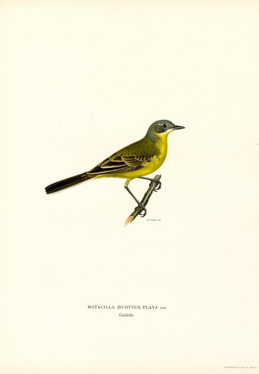 Sárga Wagtail (színes litó) alkotó: Magnus Ferdinand and Wilhelm von Wright