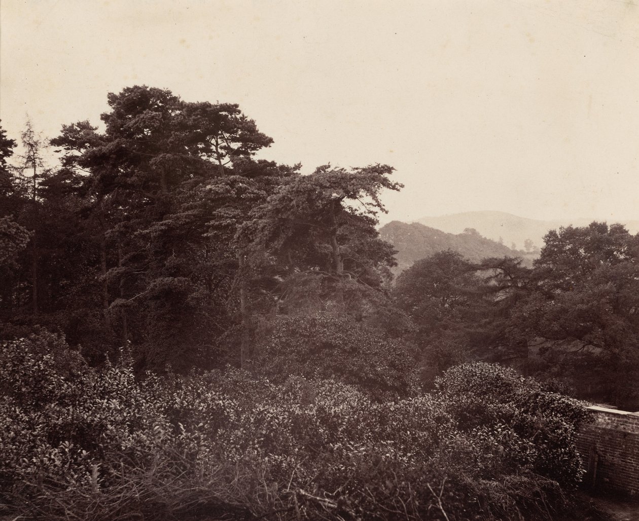 A lombozat tanulmányozása,c. 1863 (fotó) alkotó: Major Francis Gresley