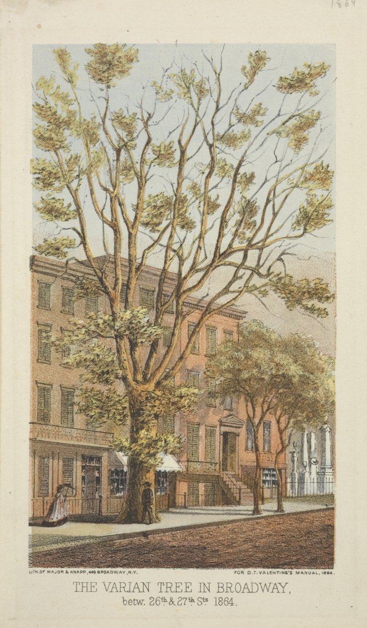 A Varian Tree a Broadway-ben, a 26. és a 27. utca között, 1864 alkotó: Major and Knapp