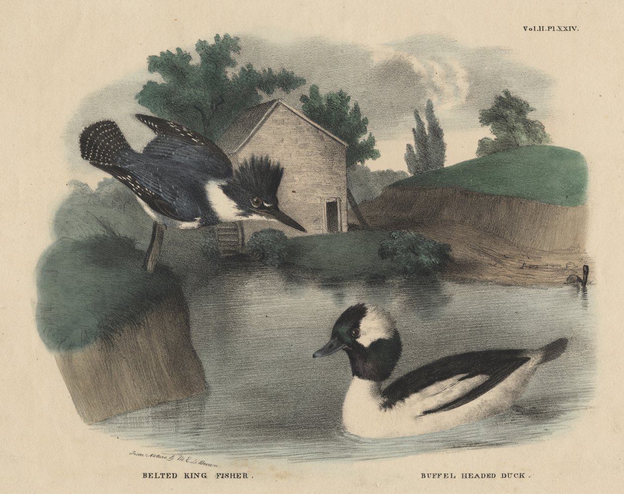 Öves Fisher király és Buffel Headed Duck, J. und T. Doughty „The Cabinet of Natural History and American Rural Sports”-ból, 1832 alkotó: Mannevillette Elihu Dearing Brown