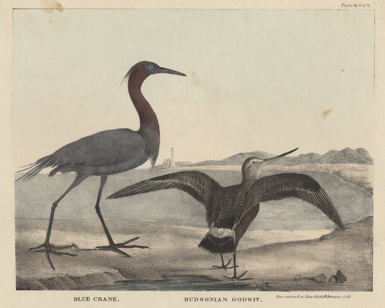 Kék daru, Hudsonian Godwit, Childs és Inman litográfiája, J. és T. Doughty "The Cabinet of Natural History and American Rural Sports" című művéből, 1832. alkotó: Mannevillette Elihu Dearing Brown