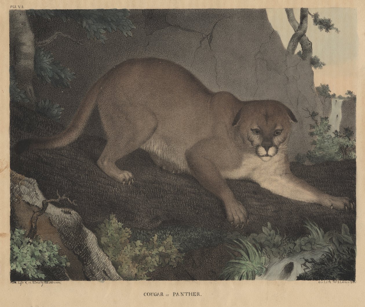 Puma vagy párduc, J.T. Doughty "From Cabinet of Natural History and American Rural Sports" című művéből, 1832. alkotó: Mannevillette Elihu Dearing Brown
