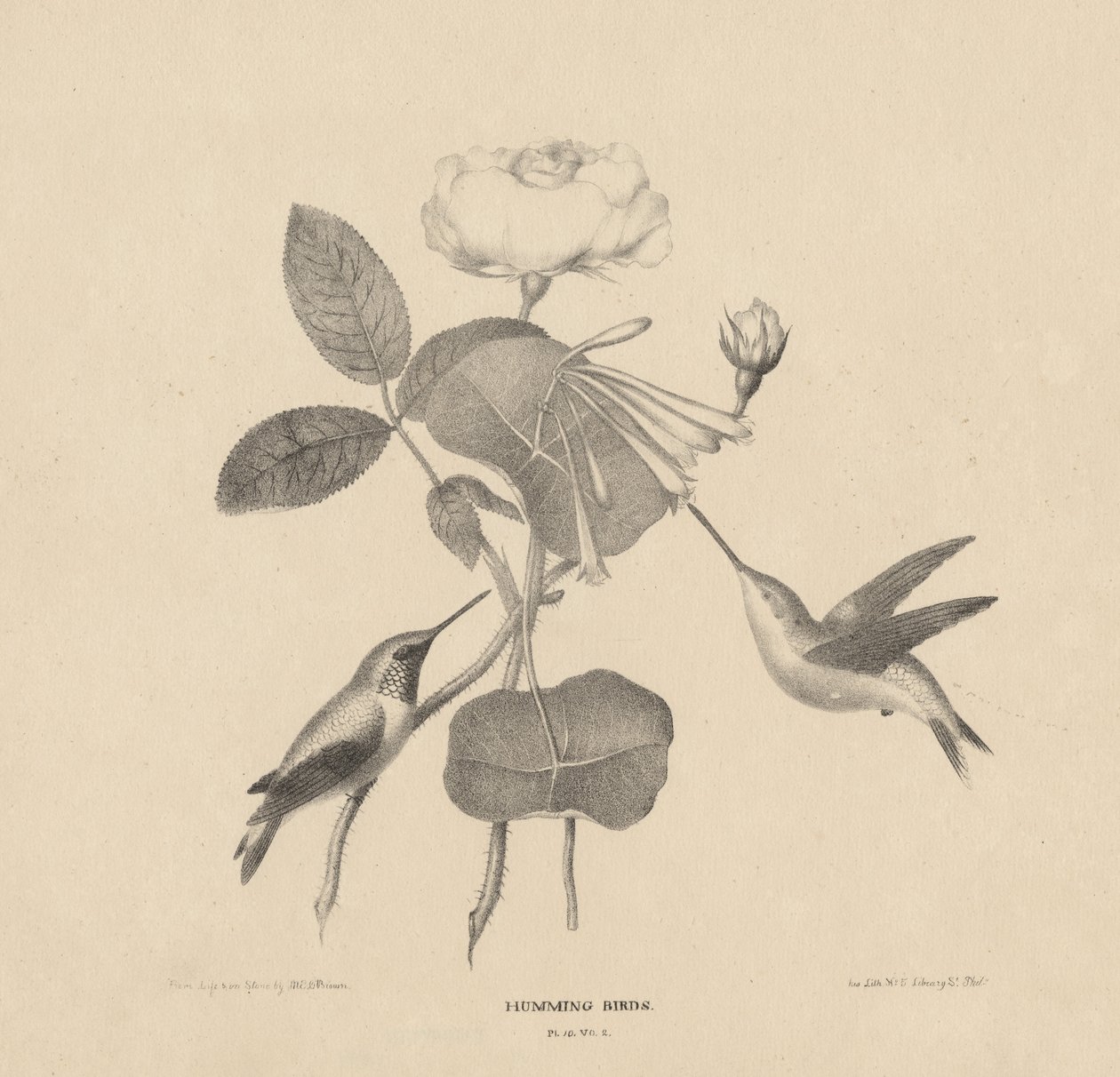 Kolibri, az "Élet a kövön" című képből, 1832 alkotó: Mannevillette Elihu Dearing Brown