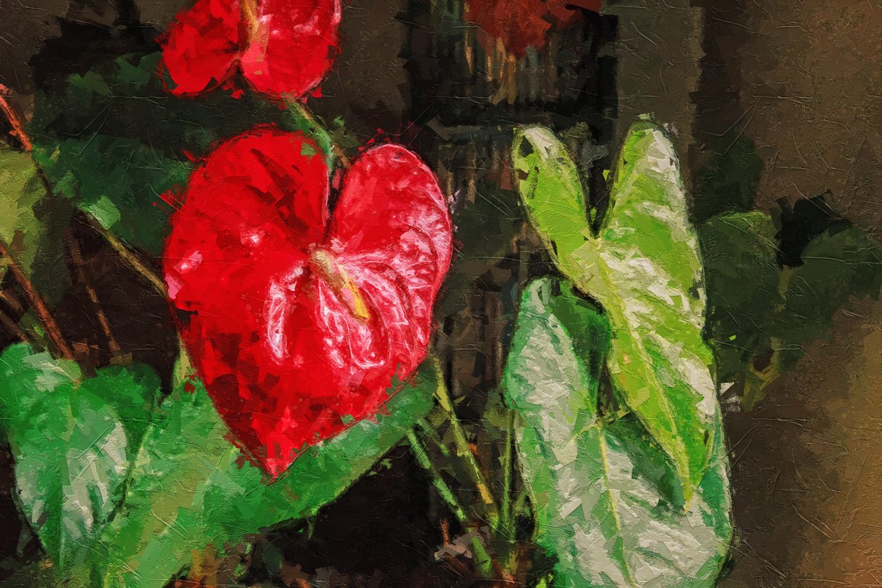 Nagy piros szív alakú Anthurium alkotó: Mano Chandra Dhas
