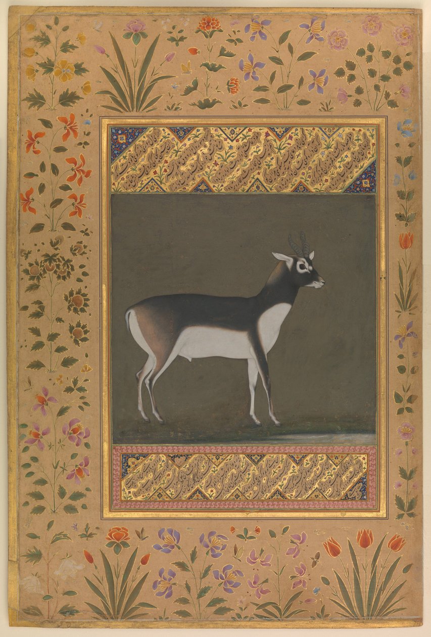 Black Buck, Folio a Shah Jahan albumból, 1615-20 körül alkotó:   Manohar