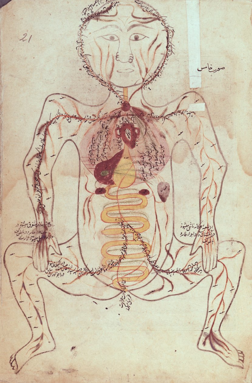Ms Persan 1555 Az emberi keringési és emésztőrendszer anatómiai diagramja, 1425-50 körül alkotó: Mansour b. Eliyas Chirazi