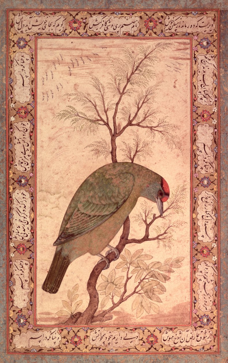 Barbet (himalájai kéktorkú madár) Jahangir korszak, Mogul, 1615 alkotó: Mansur