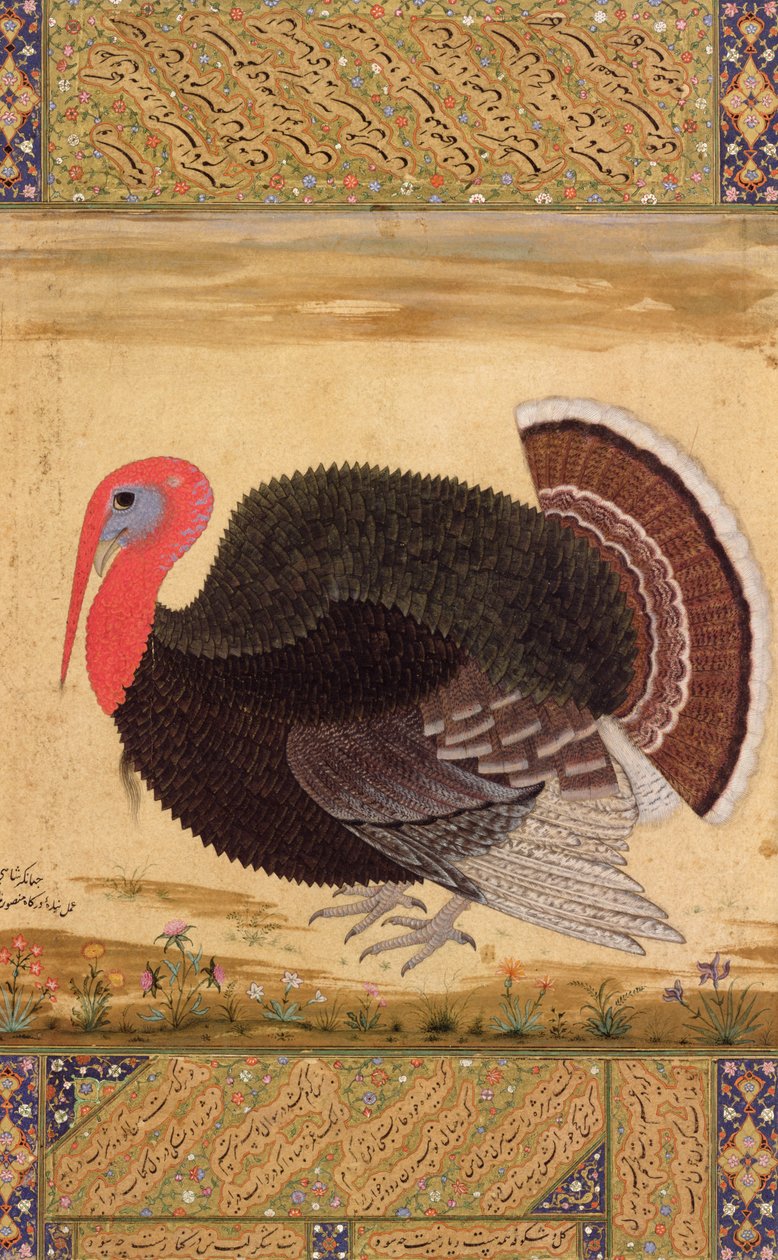 Egy pulykakakas, amelyet 1612-ben hoztak Jahangirba Goából, a Wantage Albumból, Mughal, 1612 körül alkotó: Mansur