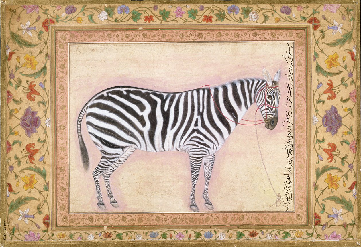 Zebra, a "Minto Album"-ból, 1621 alkotó: Mansur