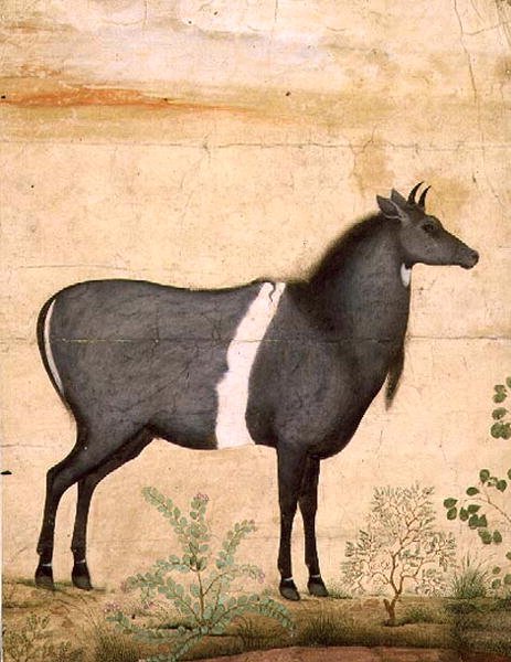 PD.78-1948 Nilgai (kék tehén) Mogul iskola, 17. század eleje (guache) alkotó: Mansur (attr. to)