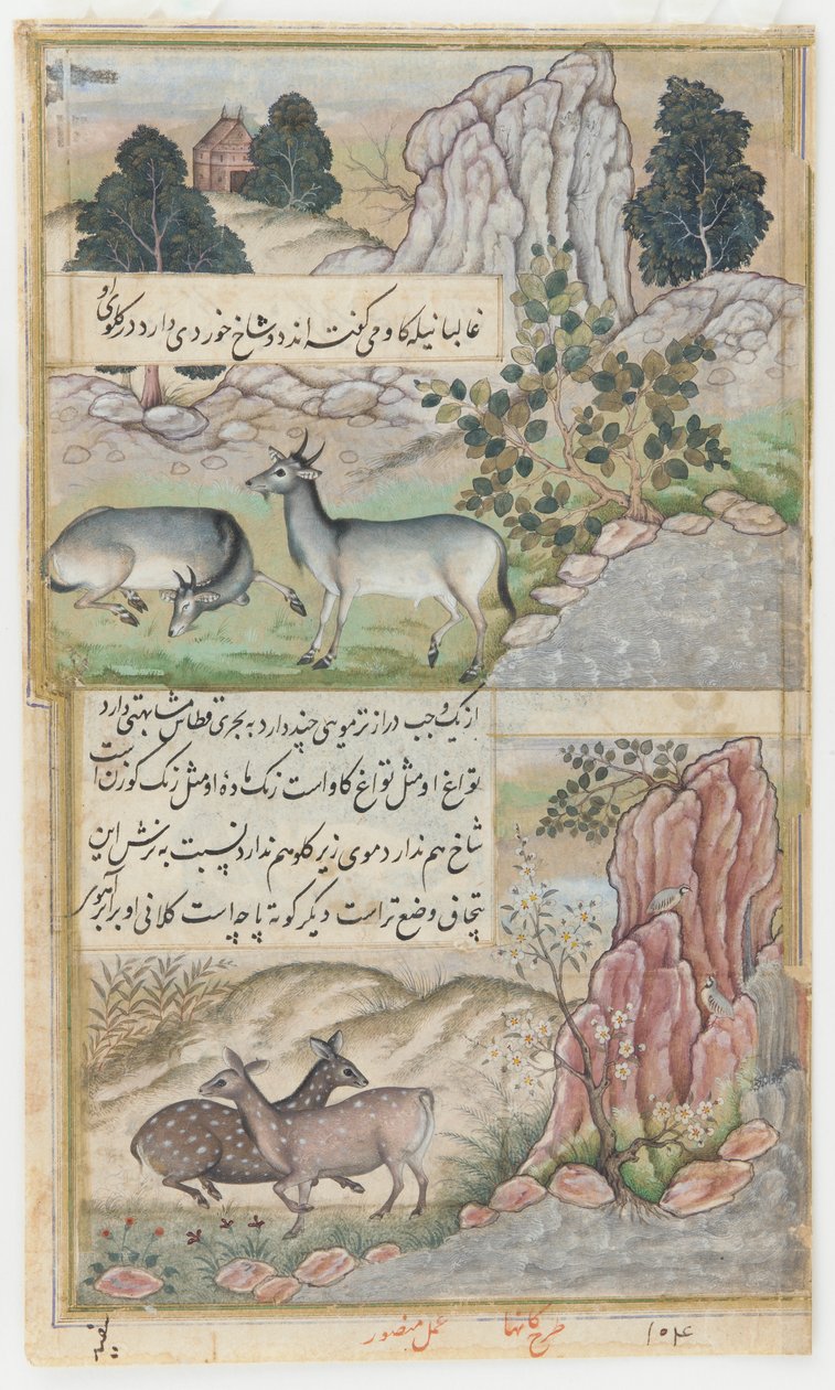 Két vadbölény, 1589 körül (akvarell, tus, arany, papír) alkotó: Mansur (fl.c.1590 1630)