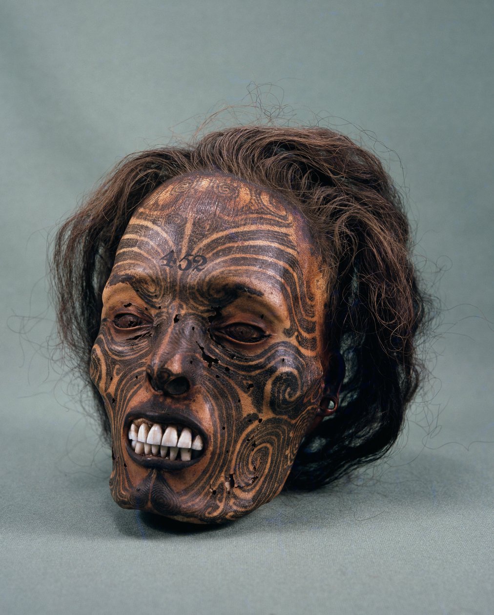 A törzsfőnök feje, tetovált és mumifikálva, maori civilizáció alkotó: Maori Maori